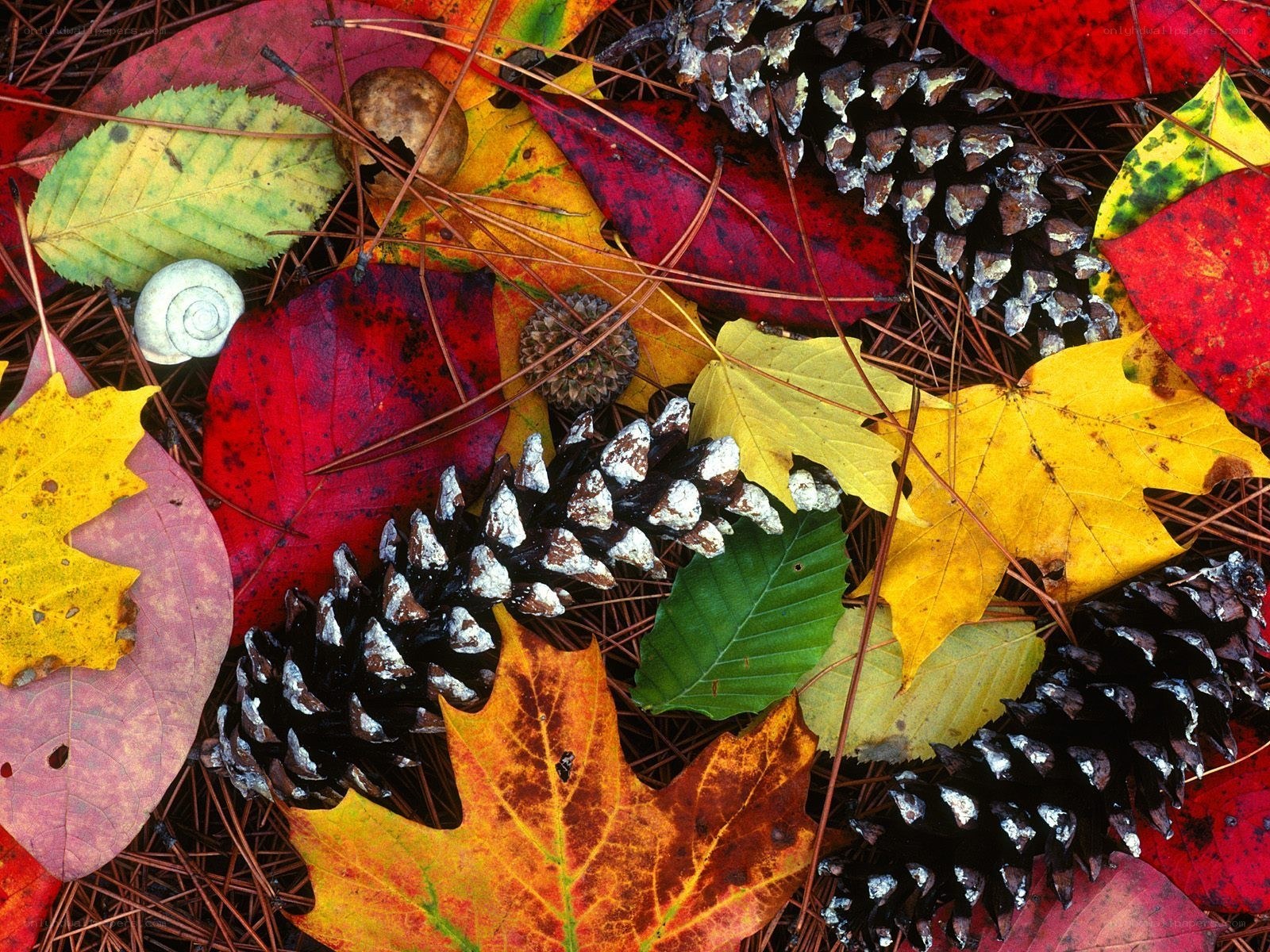Autumn leaves and pinecones