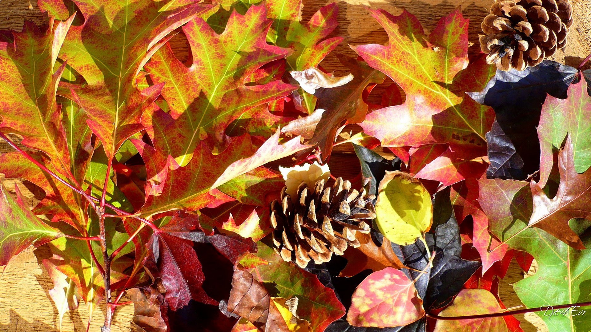 Autumn leaves and pinecones