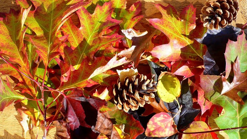 Autumn Leaves and Pinecones — Red, Calm
