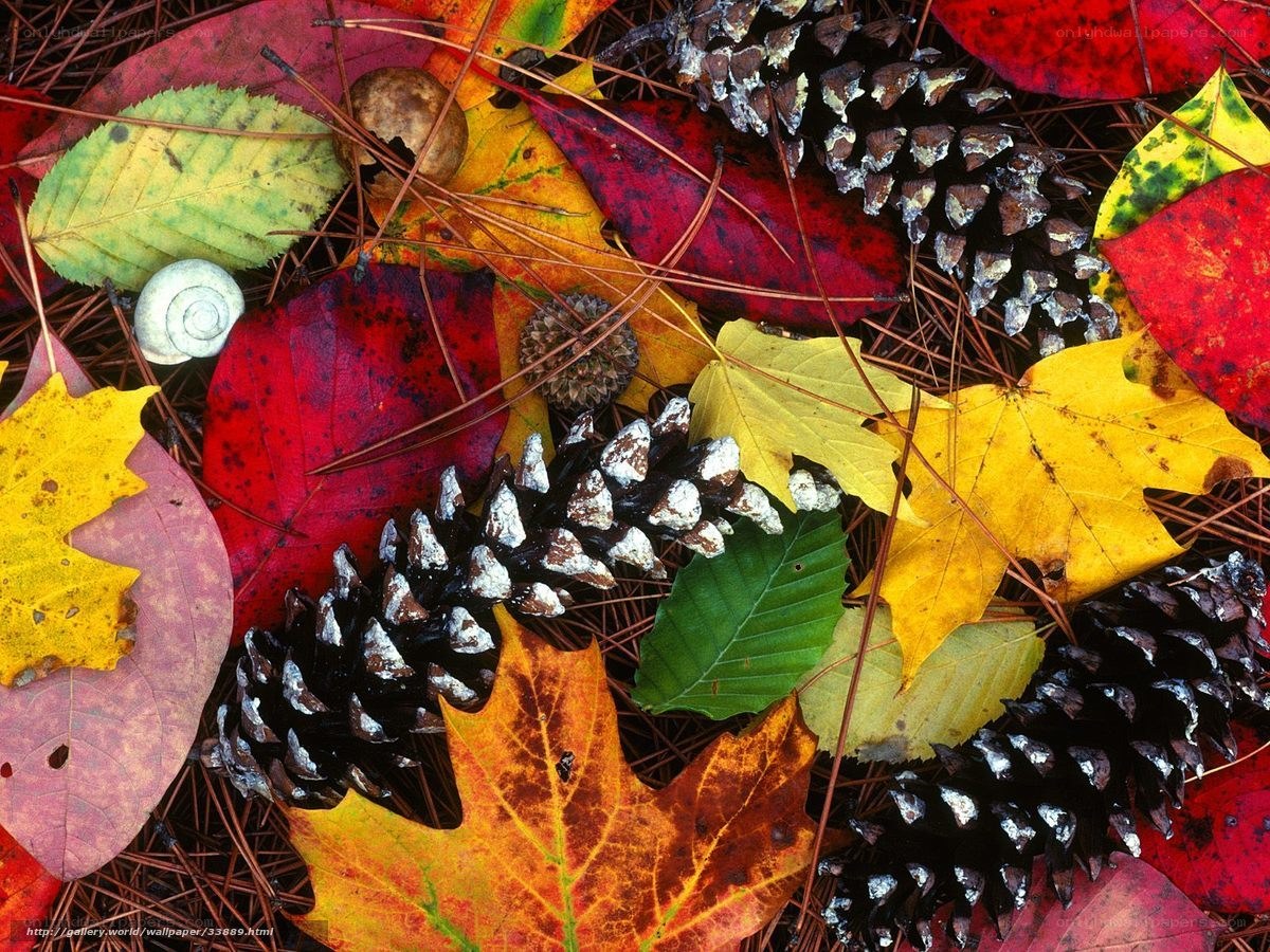Autumn leaves and pinecones