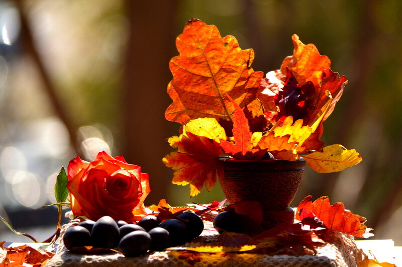 Autumn Leaves and Rose