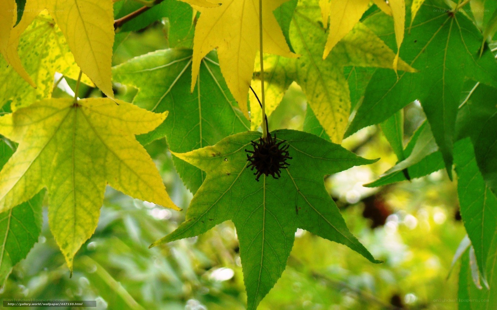 Autumn leaves and seed pod