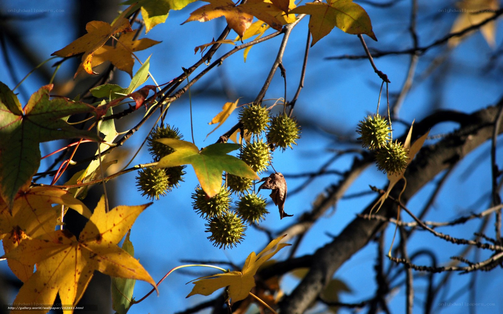 Autumn leaves and seed pods