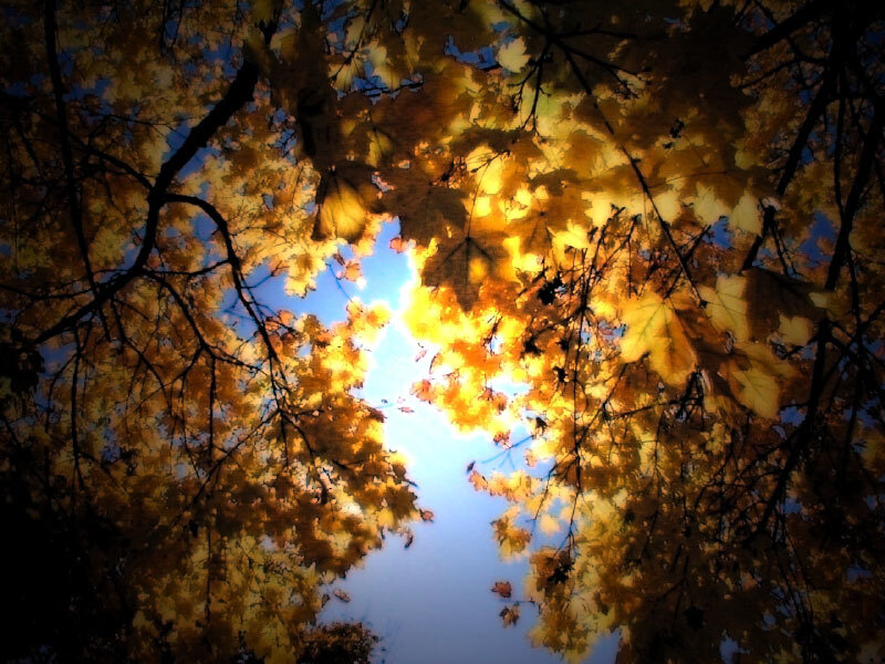 Autumn Leaves and Sky