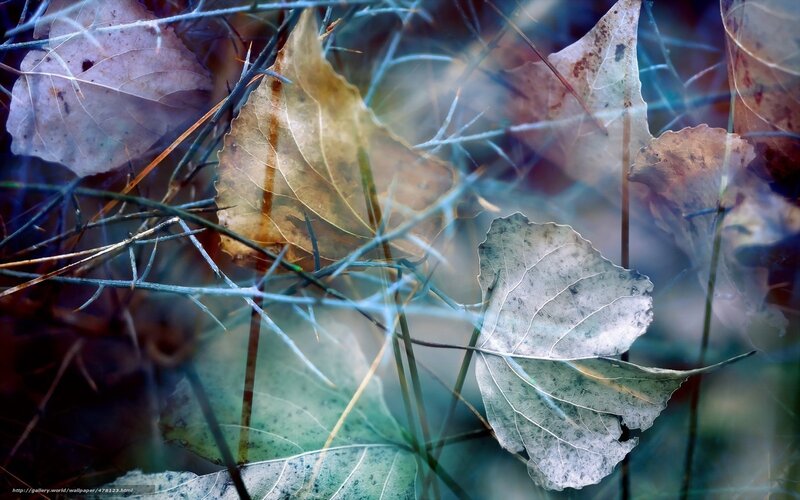 Autumn leaves and thorny branches