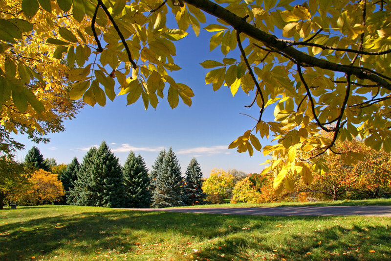 Autumn Leaves and Trees