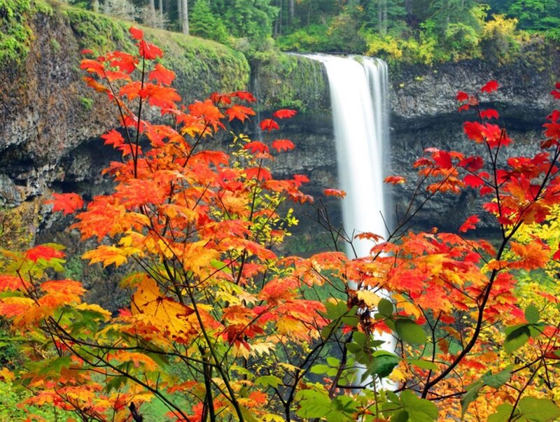 Autumn Leaves and Waterfall — Red, Serene