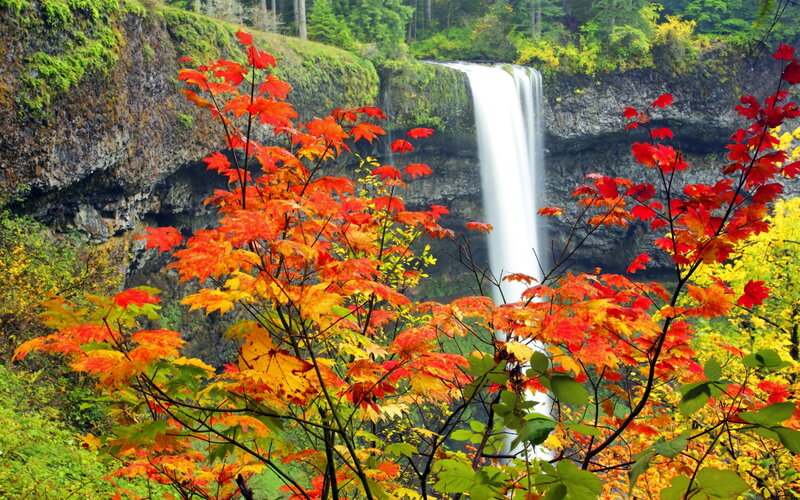 Autumn Leaves and Waterfall — Red