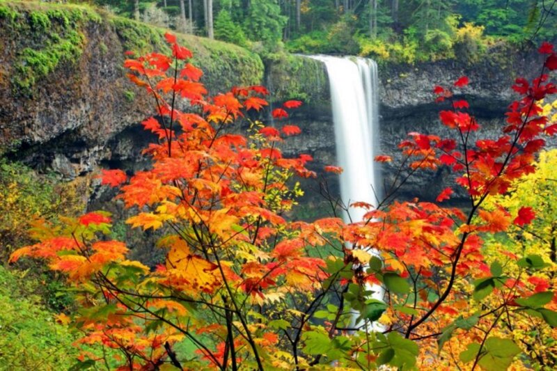 Autumn Leaves and Waterfall