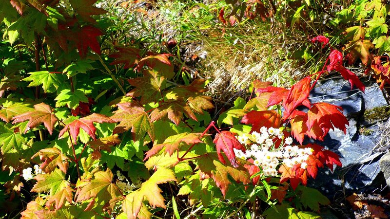 Autumn leaves and wildflowers