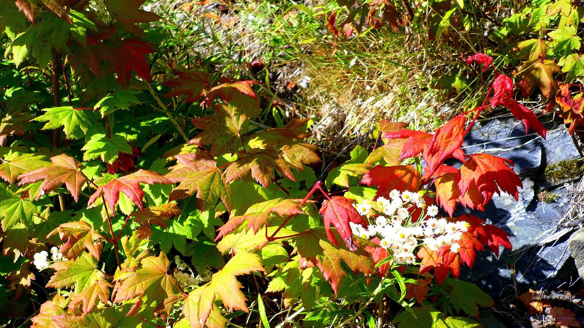 Autumn leaves and wildflowers