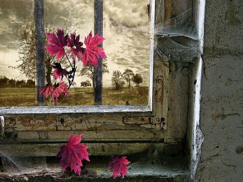 autumn leaves at a broken window