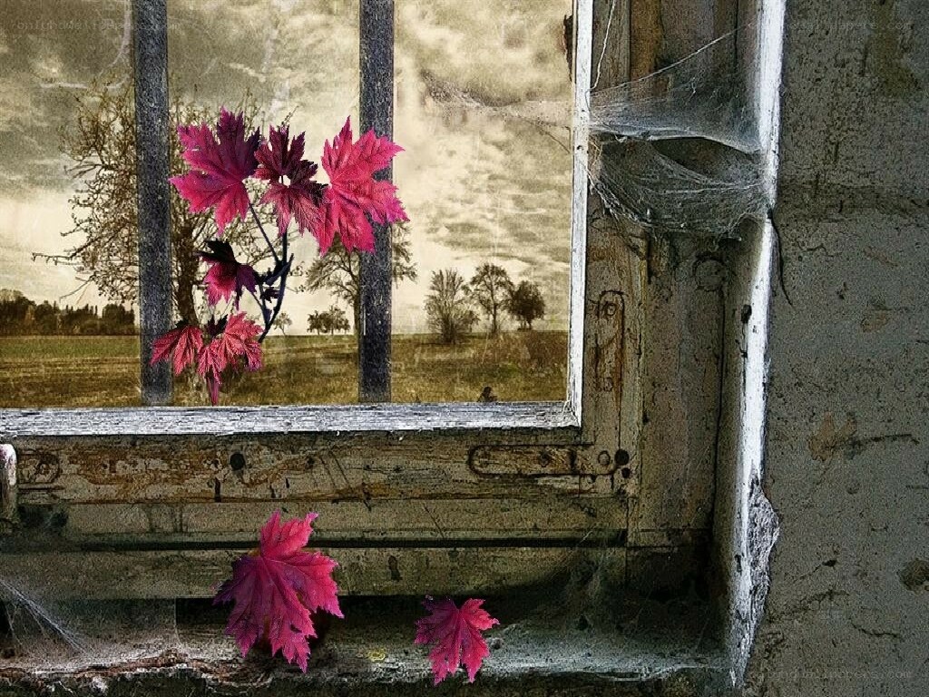 autumn leaves at a broken window