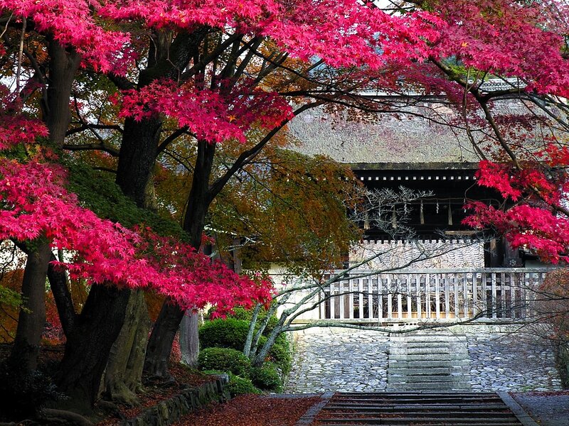 Autumn leaves at a Japanese temple