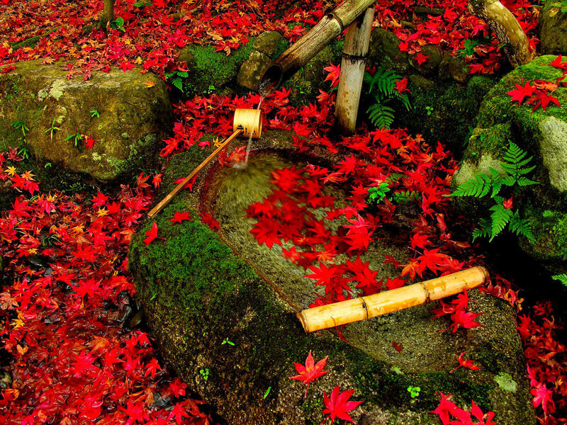 Autumn leaves at a stone water basin