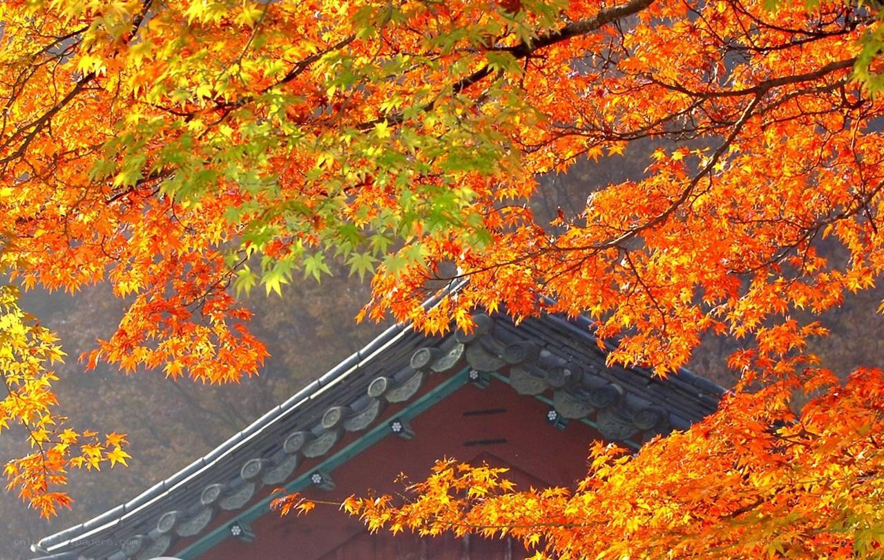 Autumn leaves at a temple