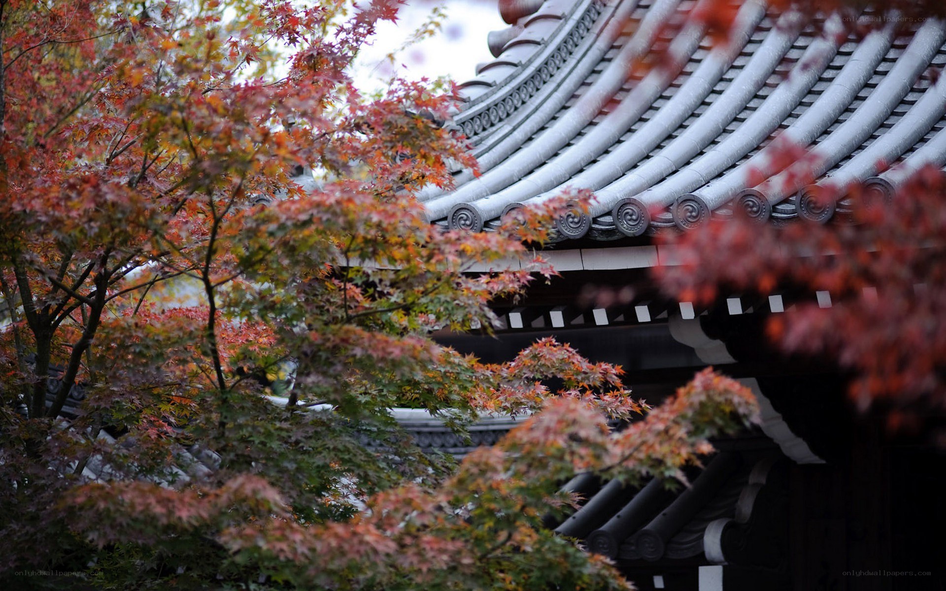 Autumn leaves at a temple