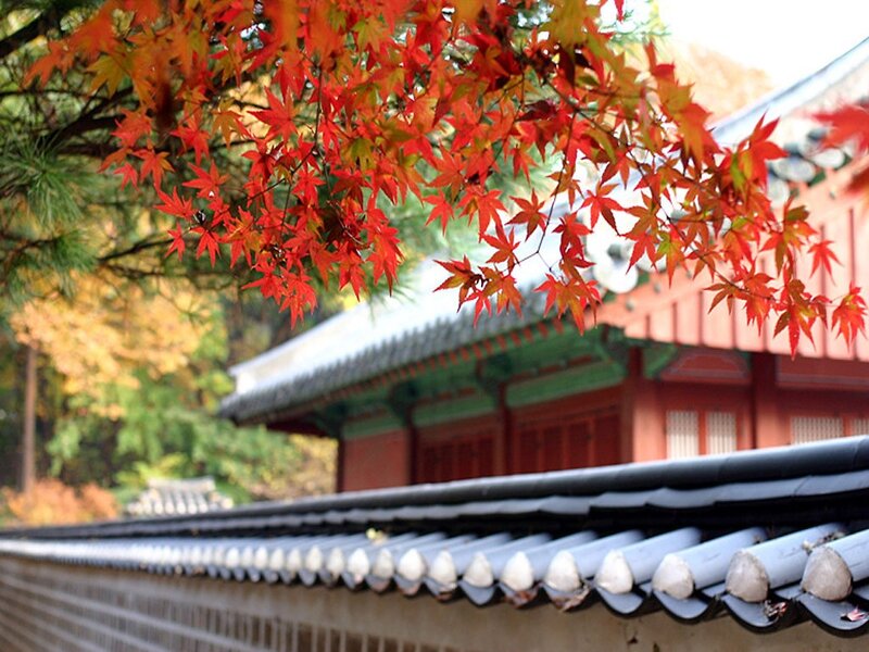 Autumn leaves at a traditional Korean temple