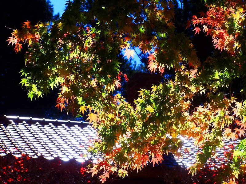 Autumn leaves at night