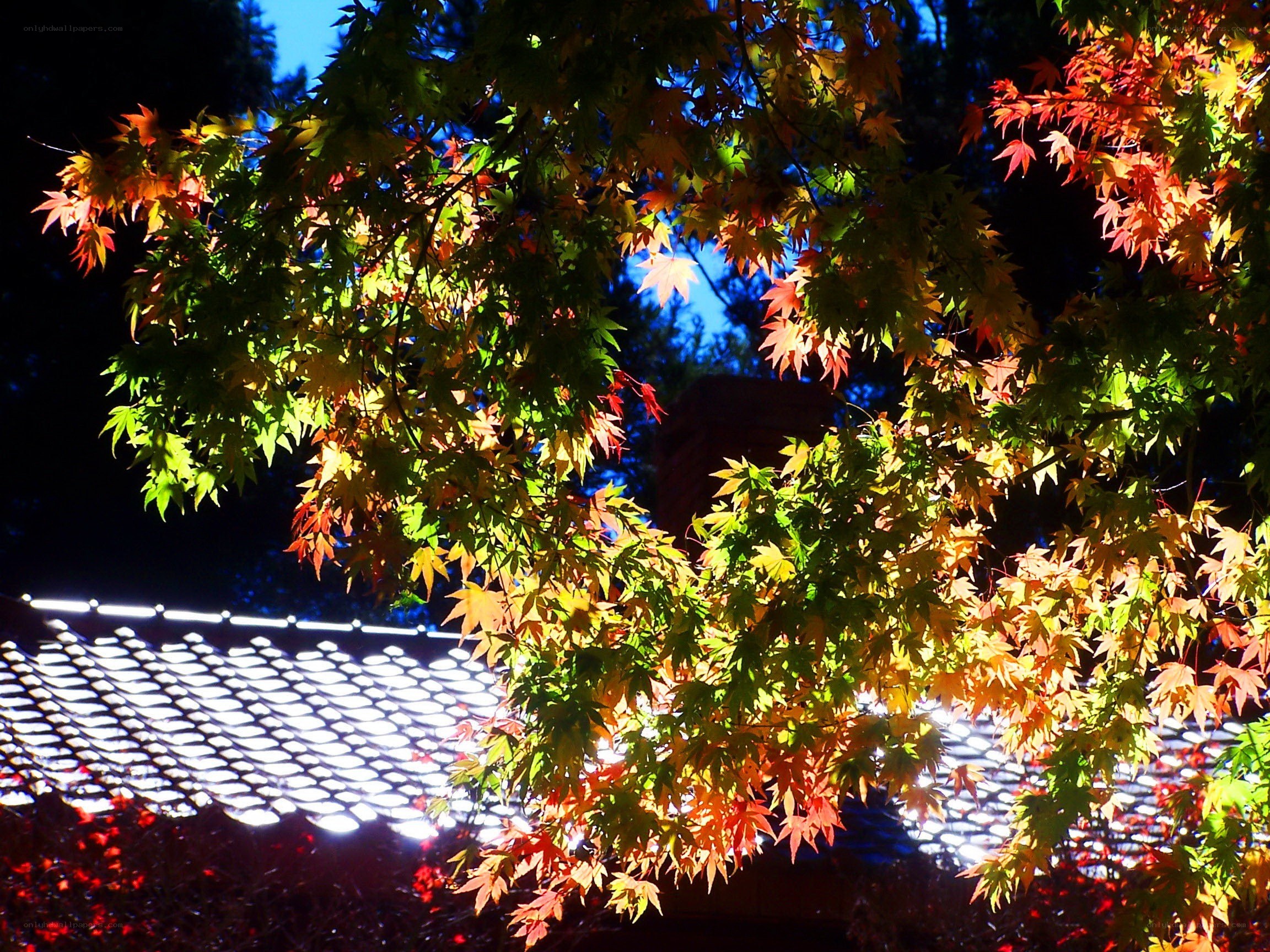 Autumn leaves at night