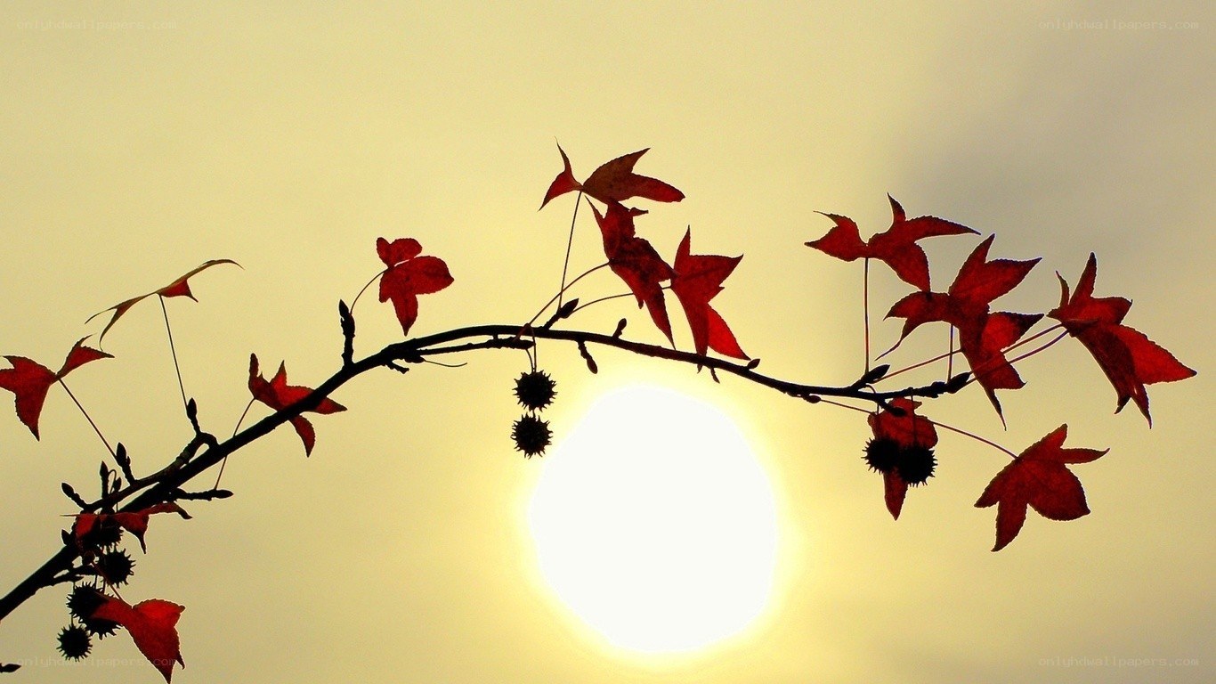 Autumn leaves at sunset