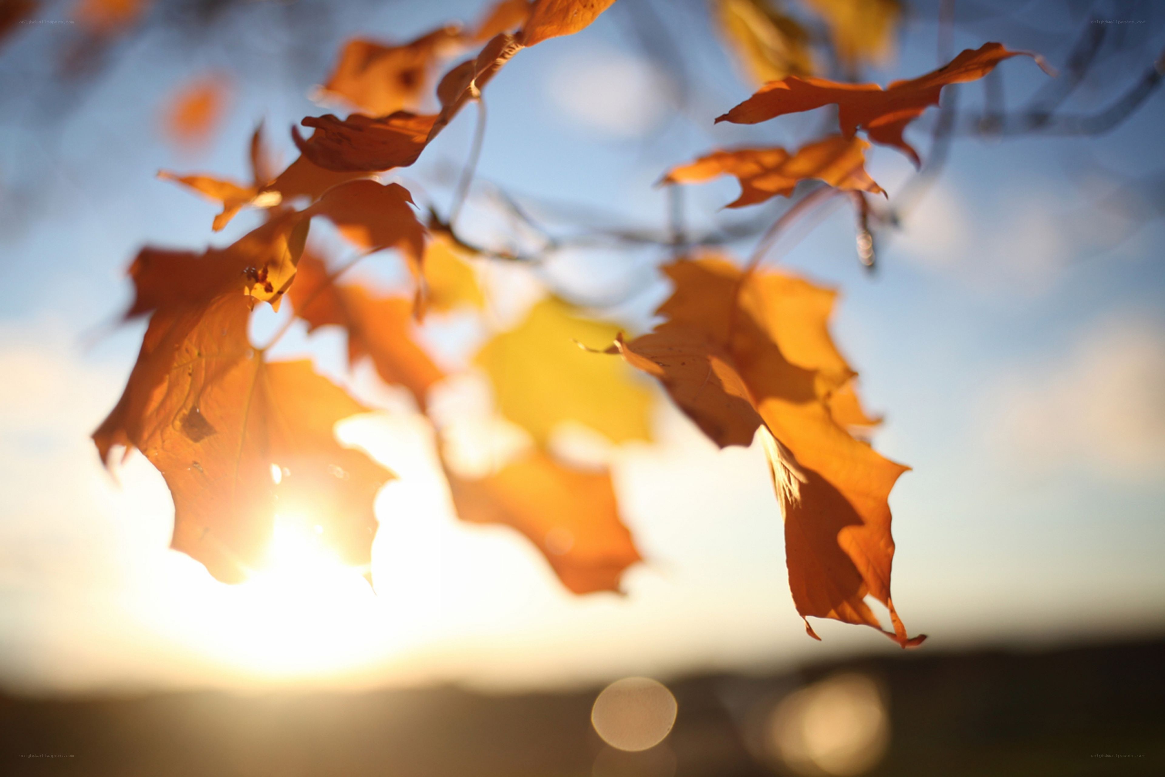 autumn leaves at sunset