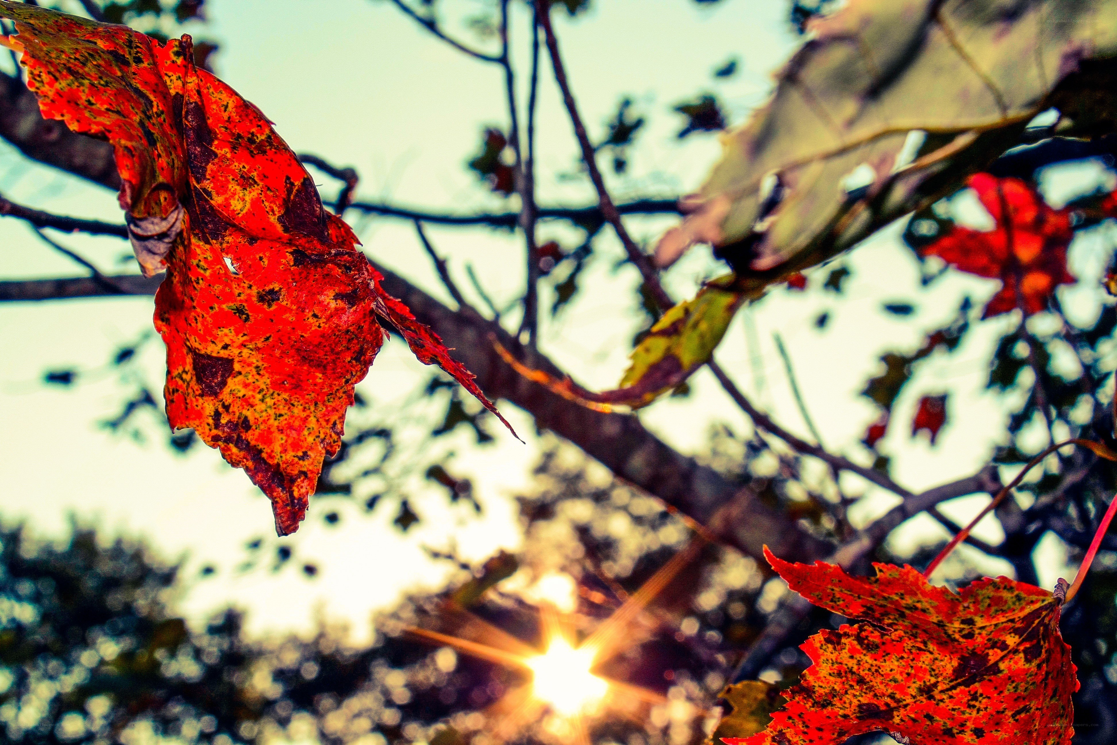Autumn leaves at sunset