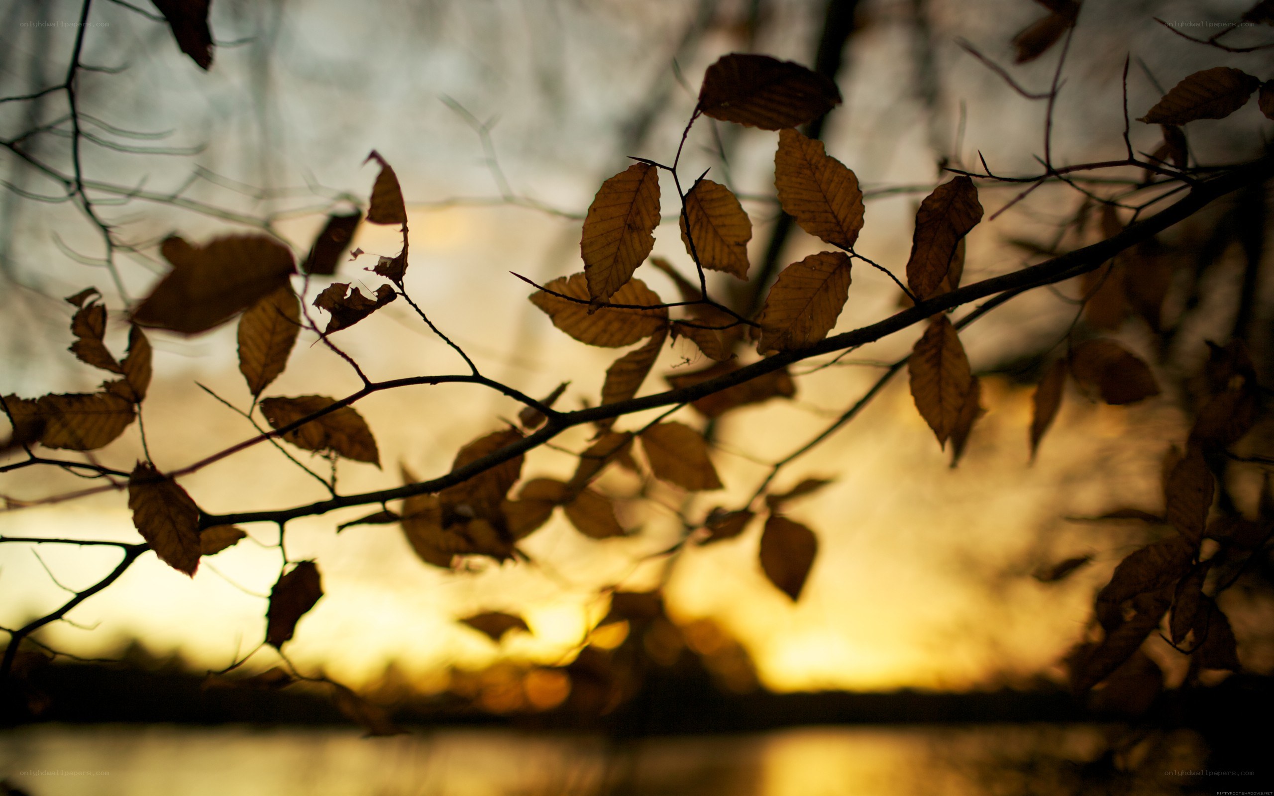Autumn leaves at sunset