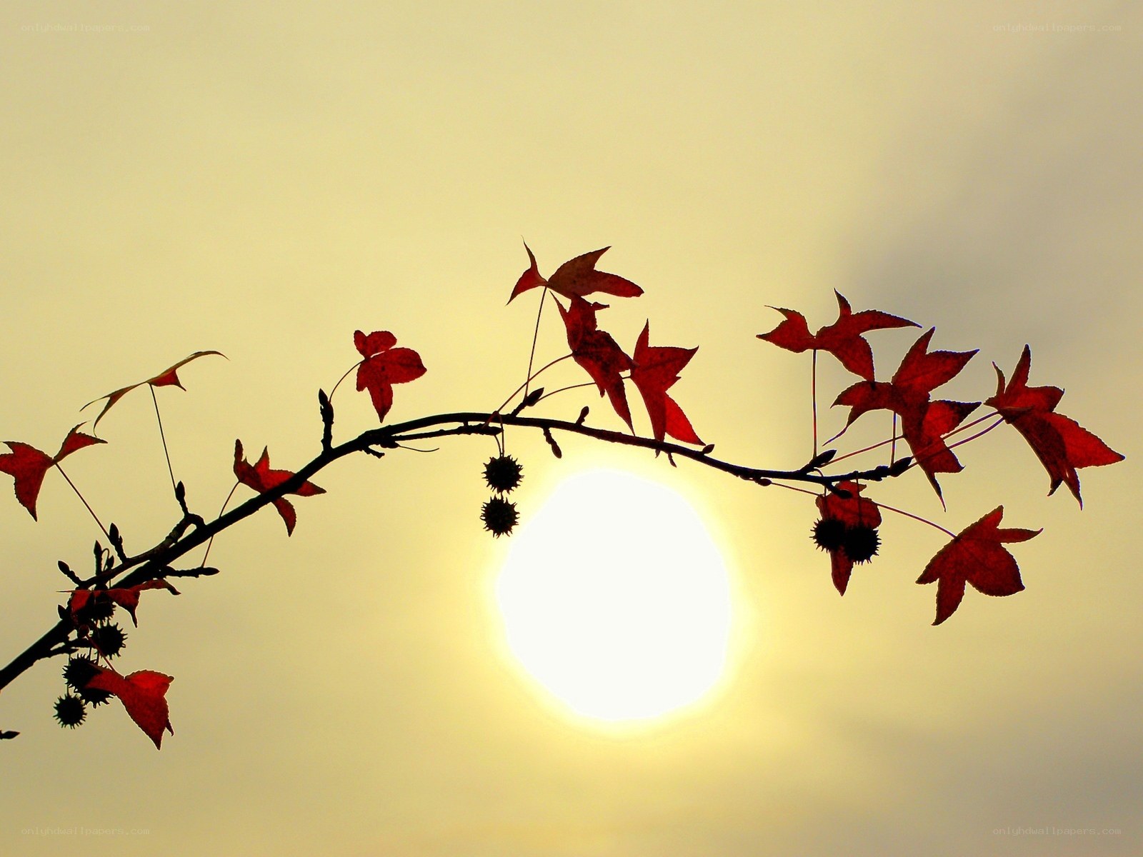 Autumn leaves at sunset