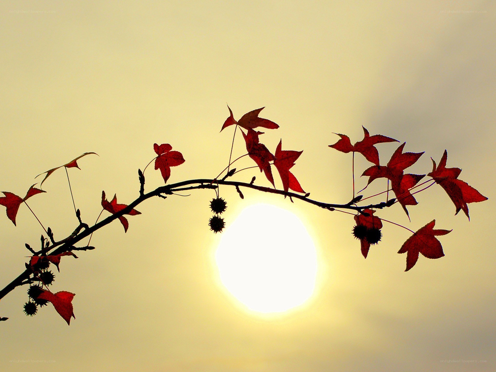Autumn leaves at sunset