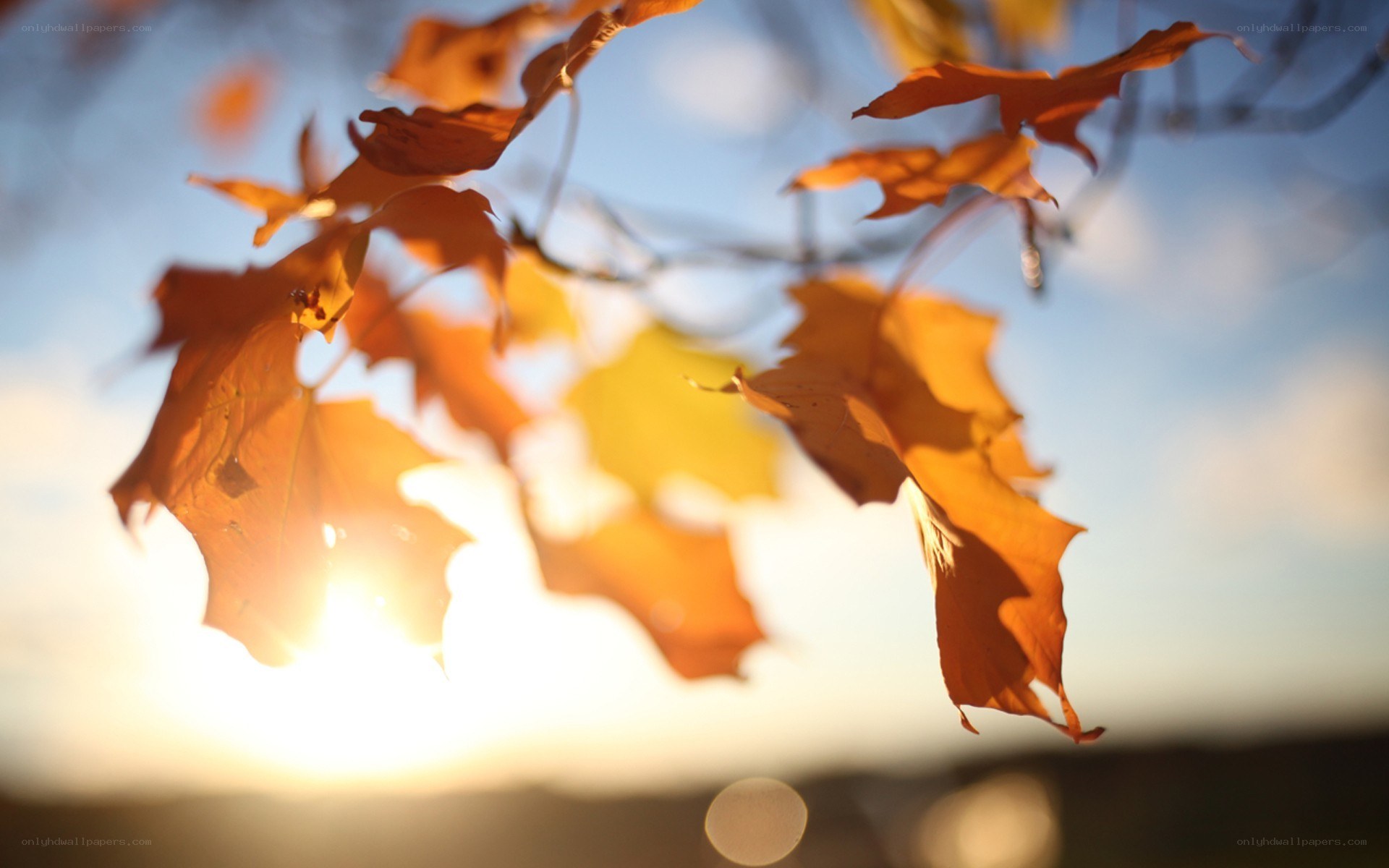 autumn leaves at sunset