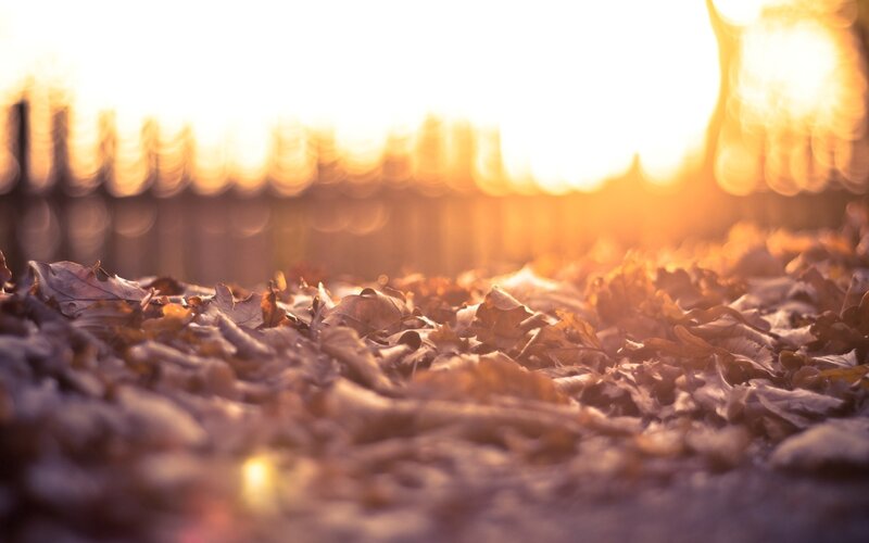 autumn leaves at sunset
