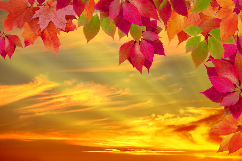 Autumn Leaves at Sunset — Orange, Dramatic