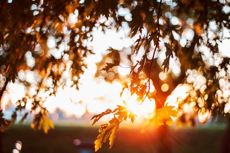 Autumn Leaves at Sunset — Orange, Serene, Photograph, Sun