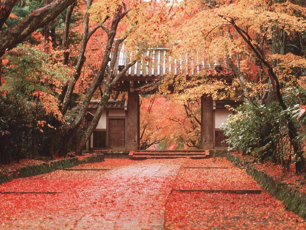 Autumn leaves at temple gate