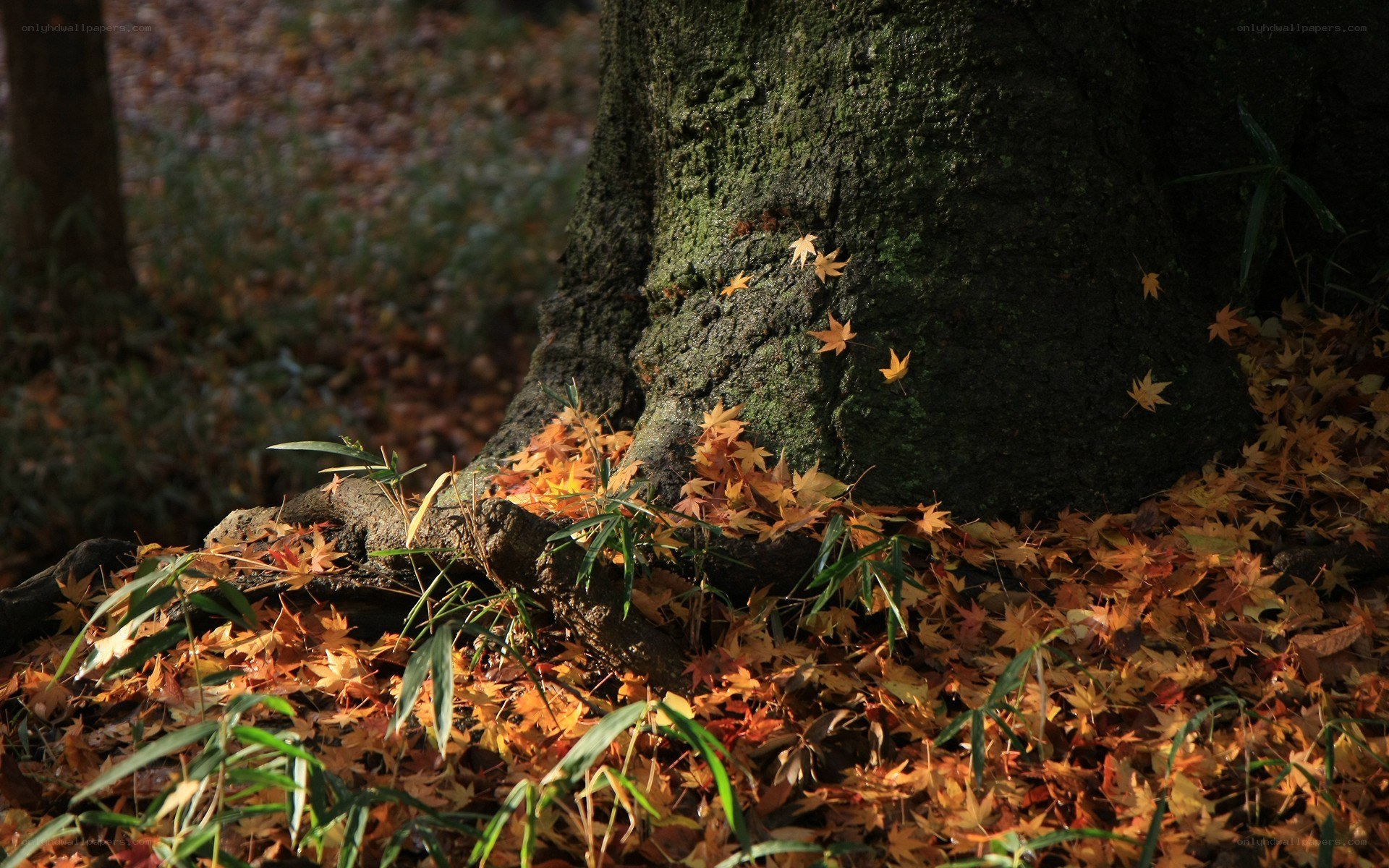 Autumn leaves at tree base