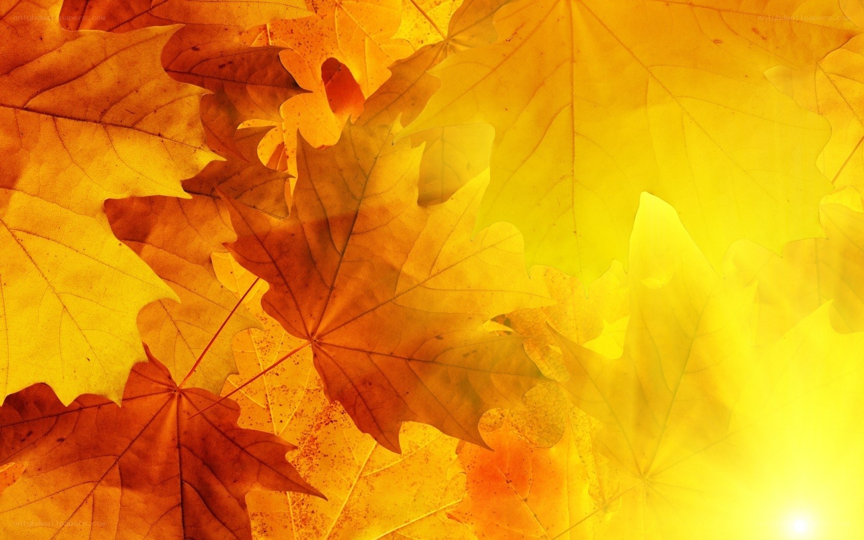 autumn leaves background