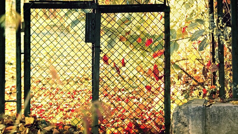 Autumn leaves behind a fence