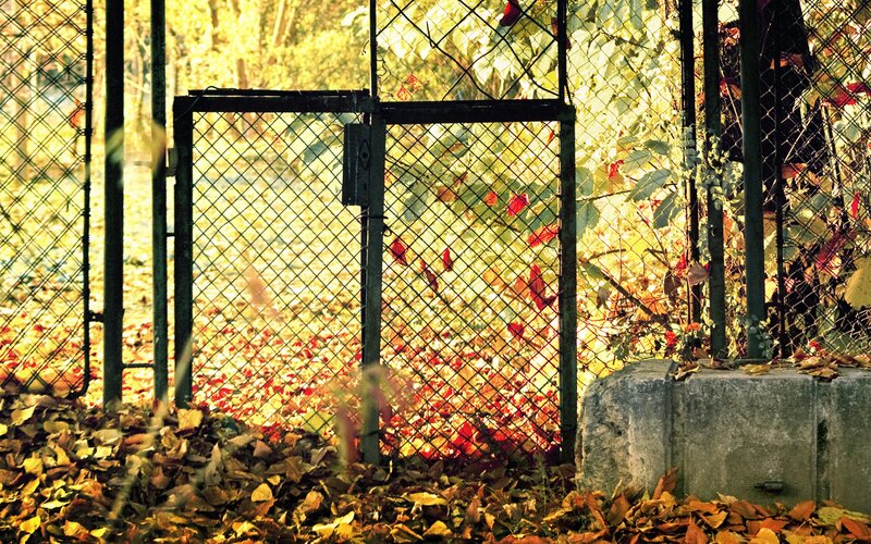 Autumn leaves behind a fence