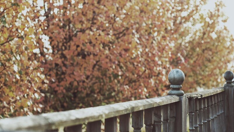 Autumn leaves behind a fence
