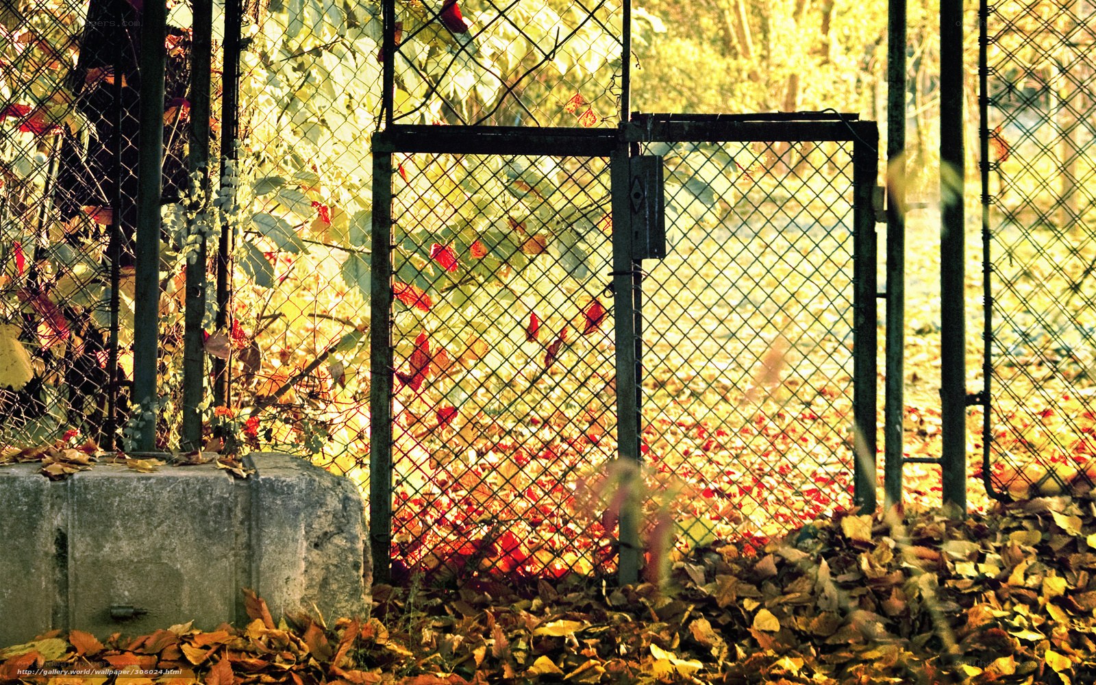 Autumn leaves behind a fence
