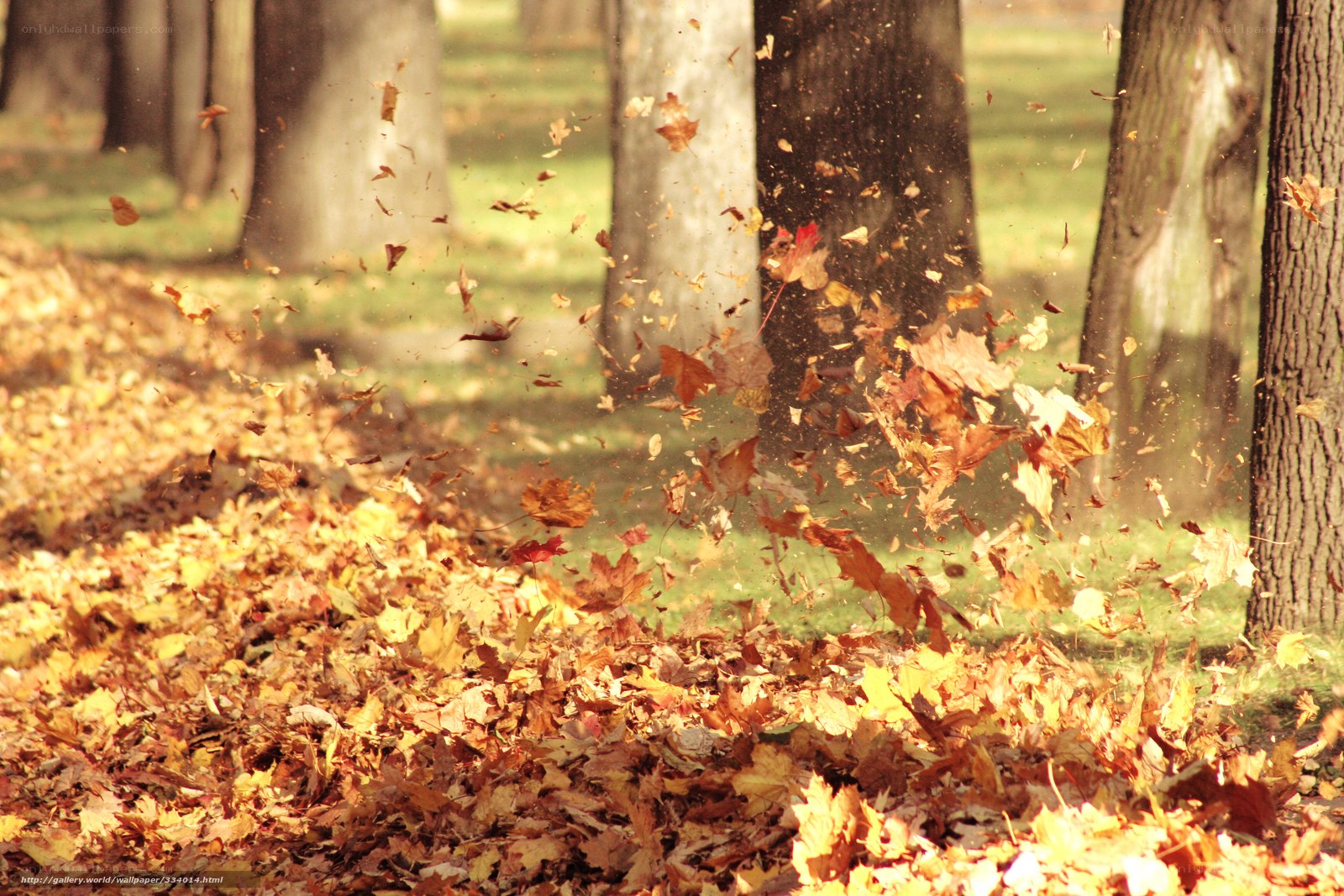 Autumn leaves blowing in the wind