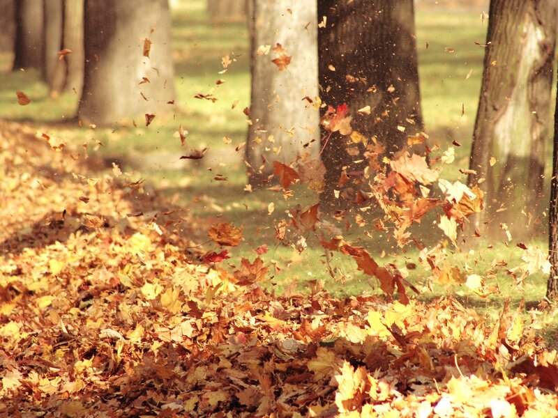 Autumn leaves blowing in the wind