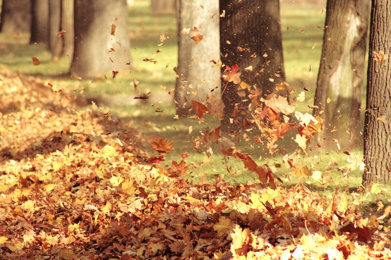 Autumn leaves blowing in the wind