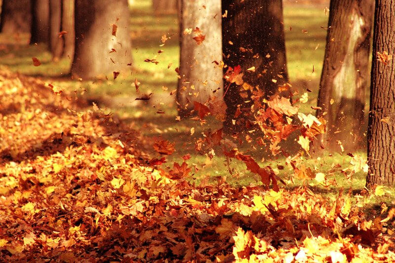 Autumn leaves blowing in the wind