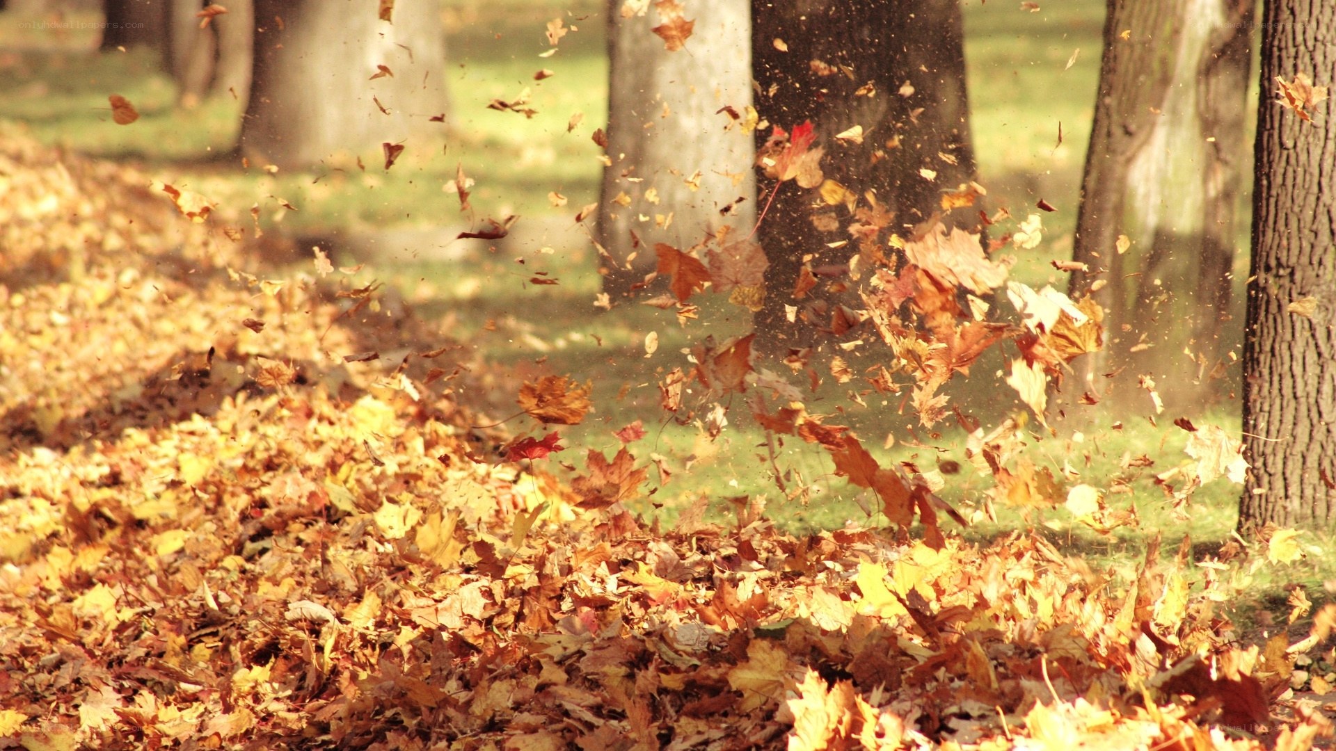 Autumn leaves blowing in the wind