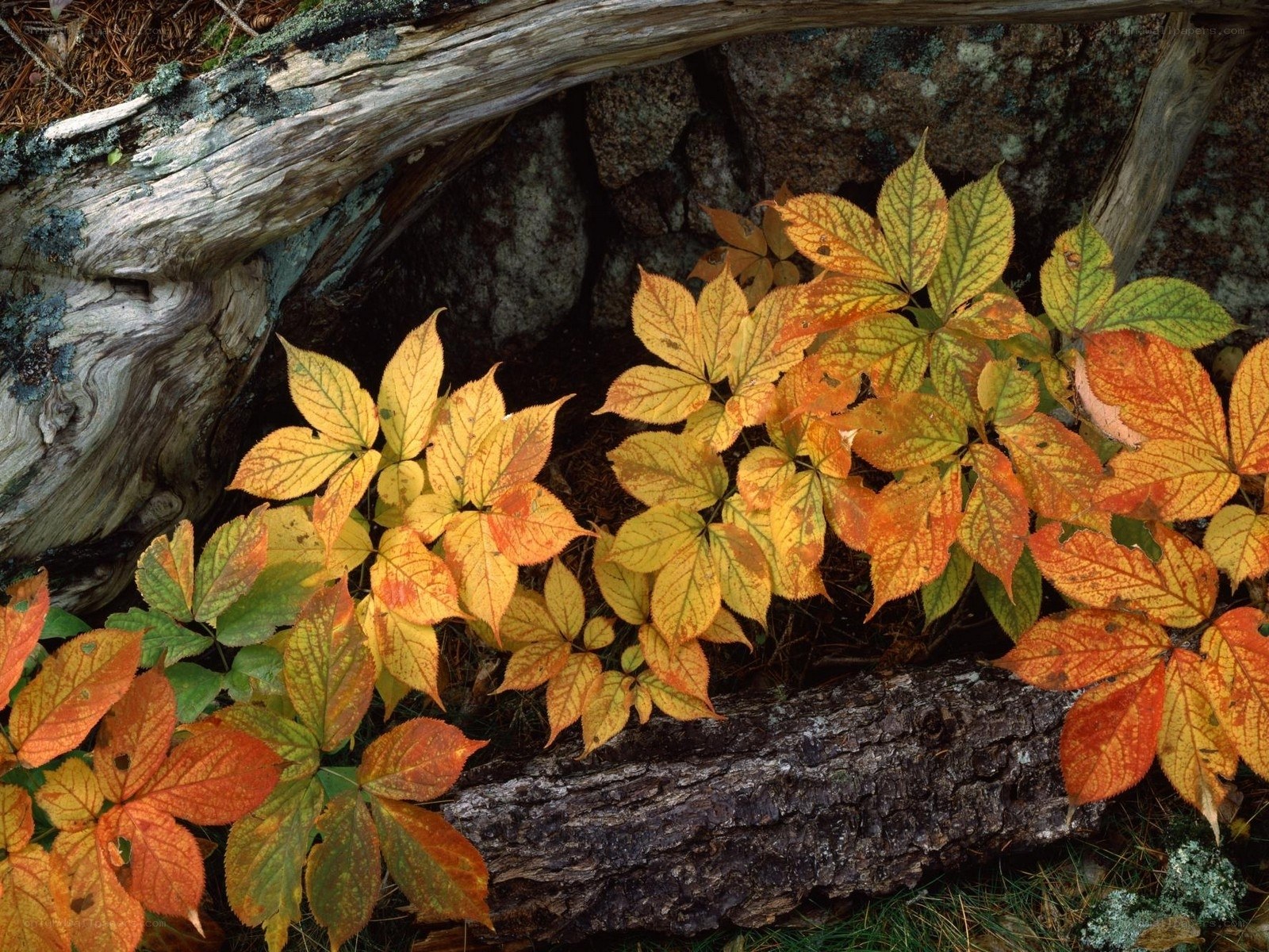 Autumn leaves by a fallen log