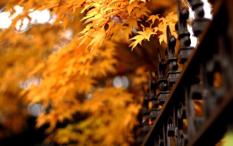 Autumn leaves by a fence
