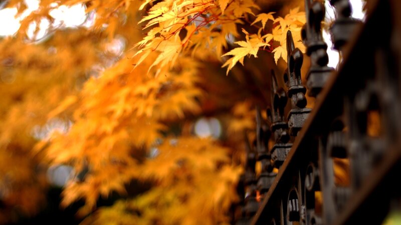 Autumn leaves by a fence