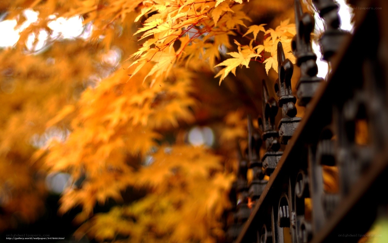 Autumn leaves by a fence